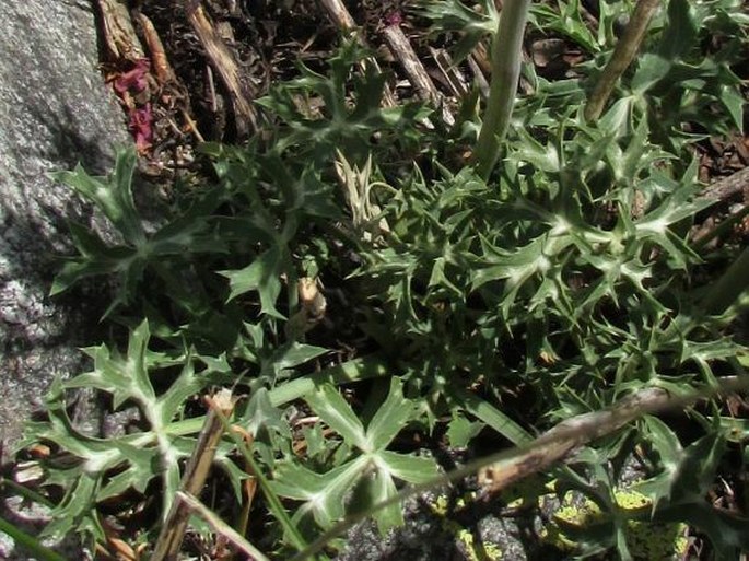 Eryngium bourgatii