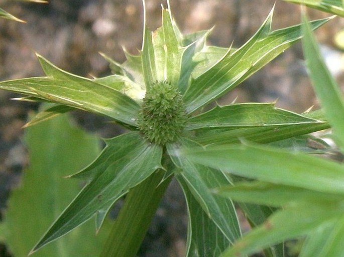 Eryngium foetidum