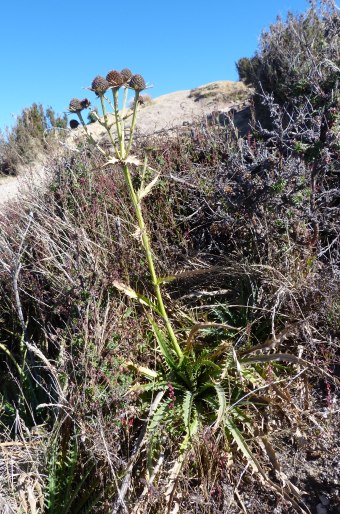 Eryngium guatemalense