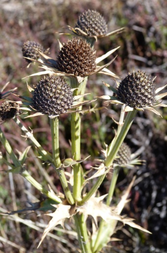 Eryngium guatemalense