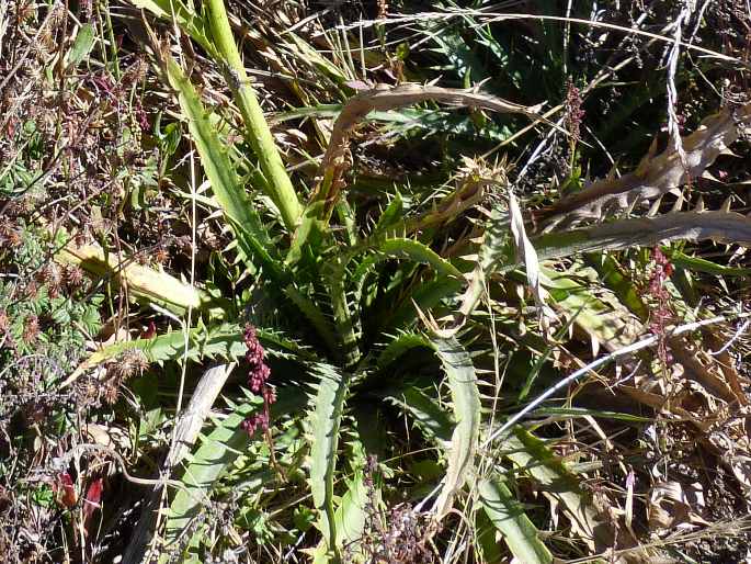 Eryngium guatemalense