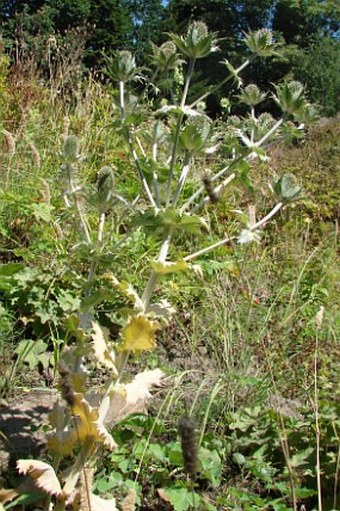 Eryngium giganteum