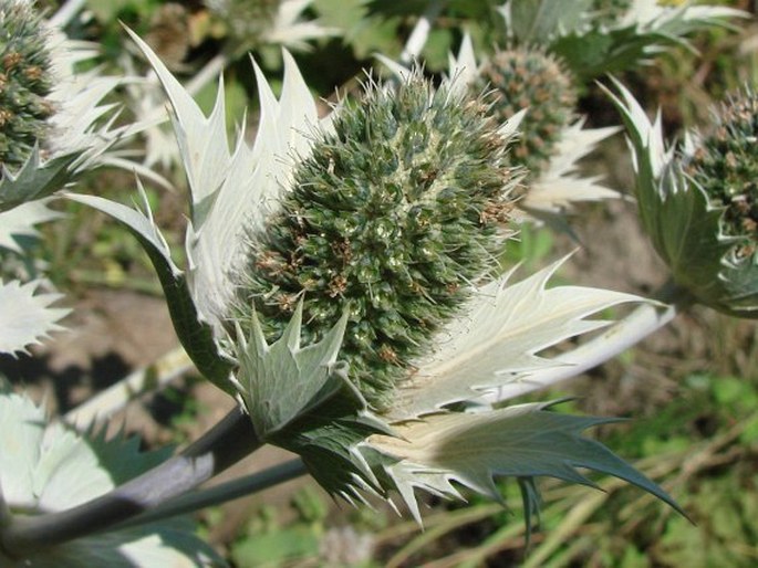 Eryngium giganteum