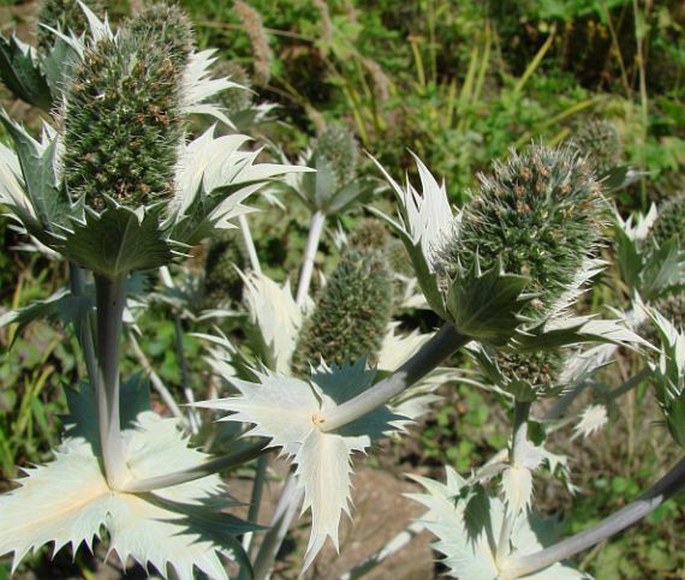 Eryngium giganteum