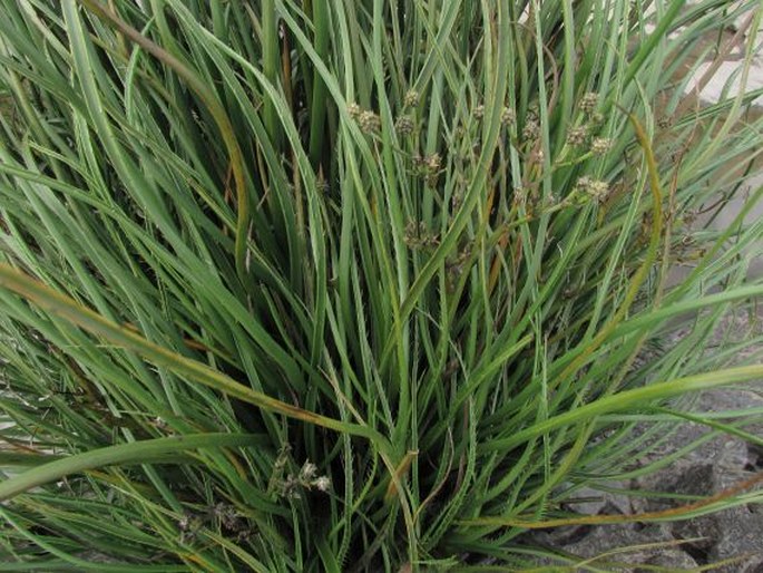 Eryngium regnellii