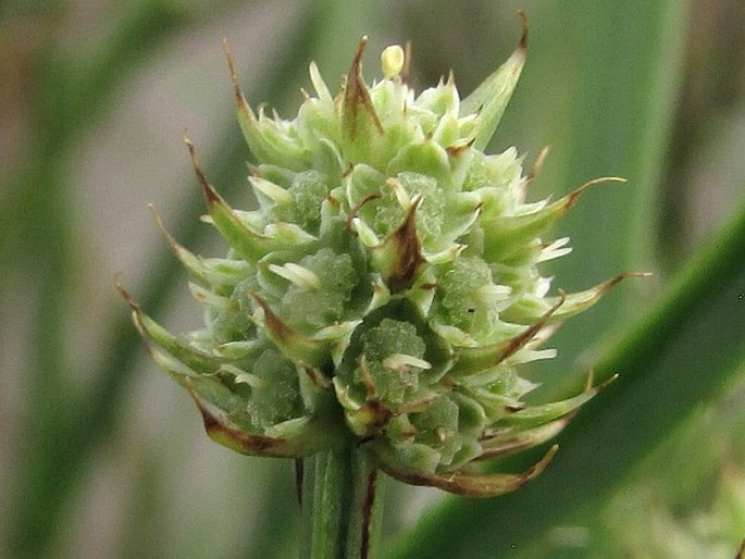 Eryngium regnellii