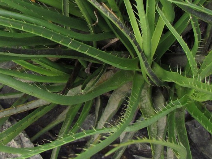 Eryngium regnellii