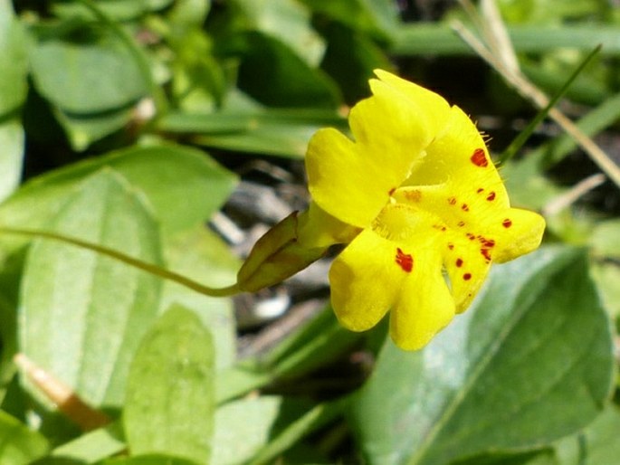 ERYTHRANTHE PRIMULOIDES (Benth.) G. L. Nesom et N. S. Fraga – kejklířka / čarodejka