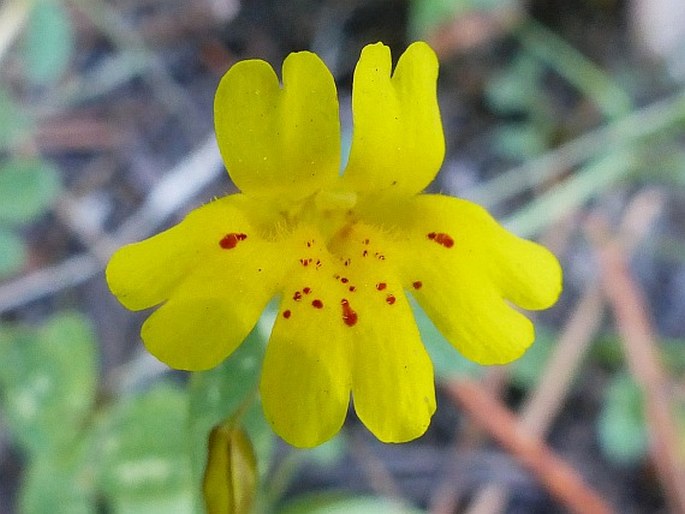 Erythranthe primuloides