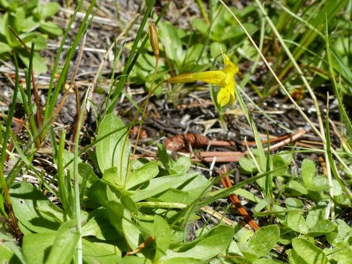 Erythranthe primuloides