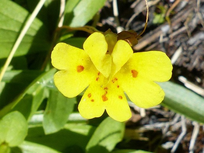 Erythranthe primuloides