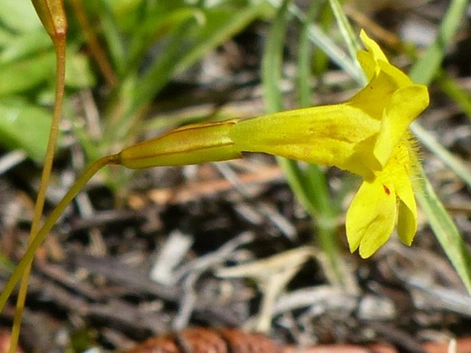 Erythranthe primuloides