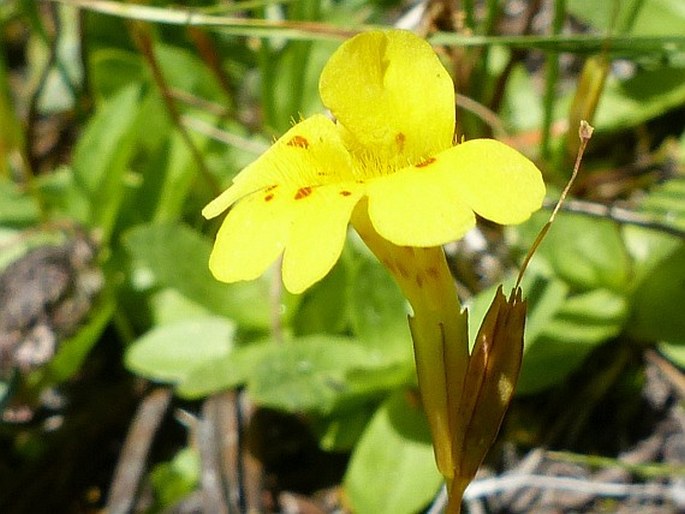 Erythranthe primuloides