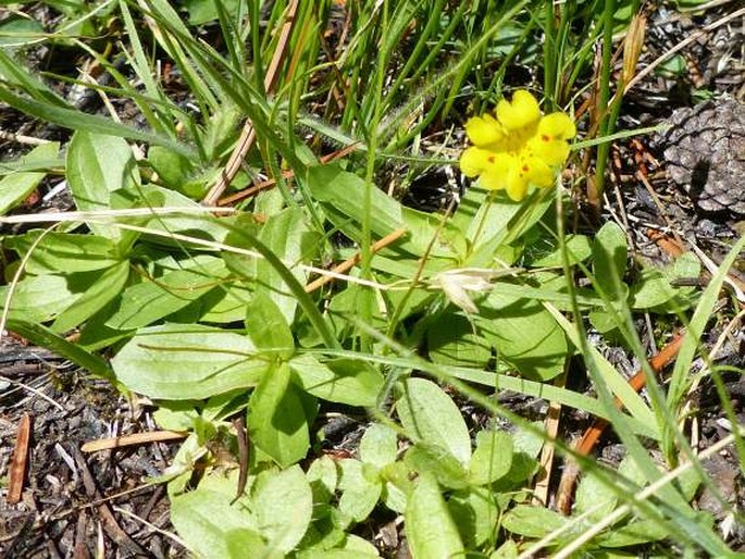 Erythranthe primuloides