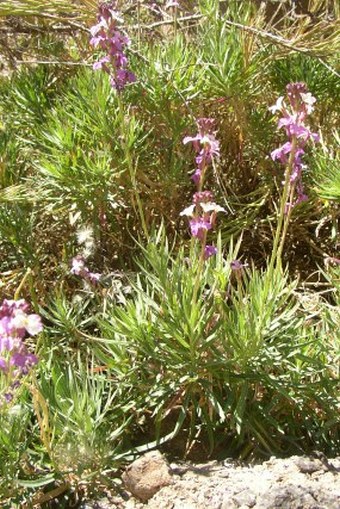 Erysimum albescens