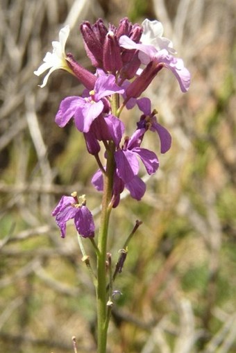 Erysimum albescens