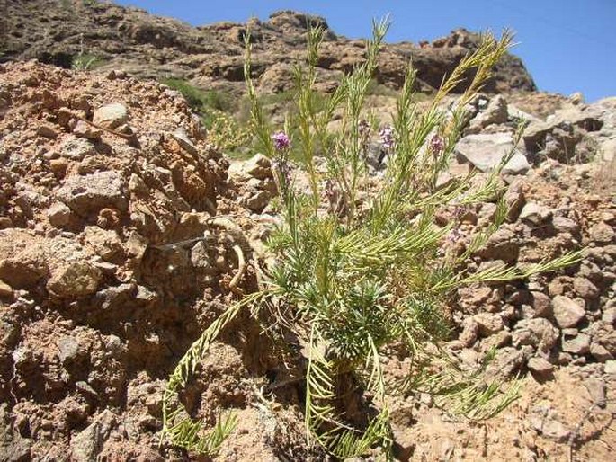 Erysimum albescens