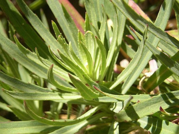 Erysimum albescens