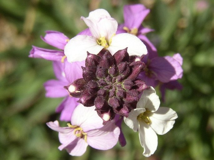 Erysimum albescens