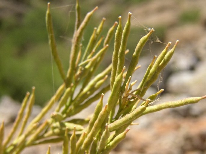 Erysimum albescens