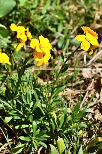 Erysimum cheiri