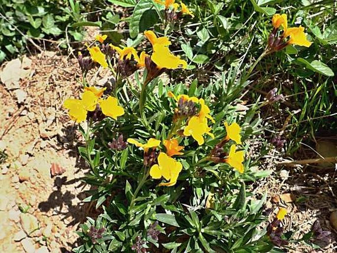 Erysimum cheiri