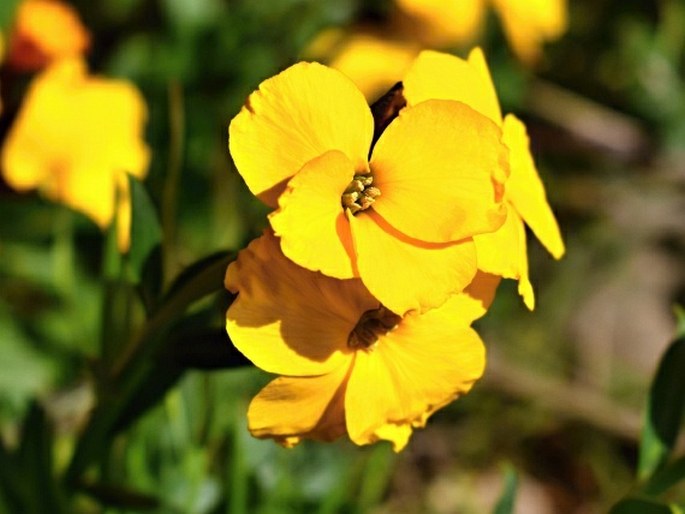 Erysimum cheiri