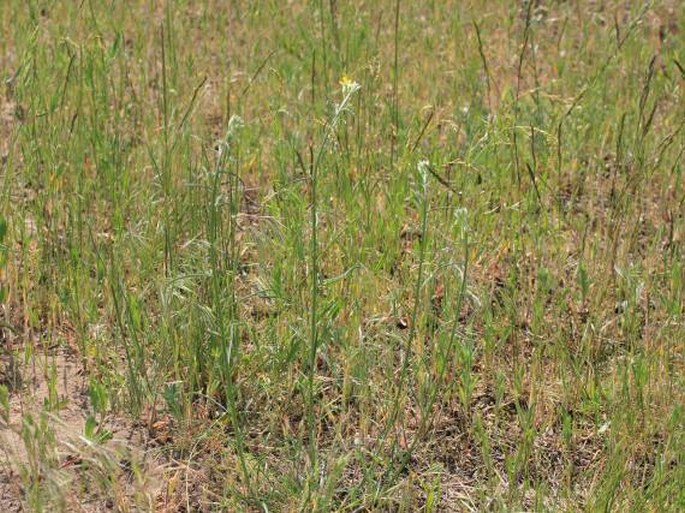 Erysimum diffusum