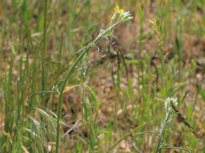 Erysimum diffusum