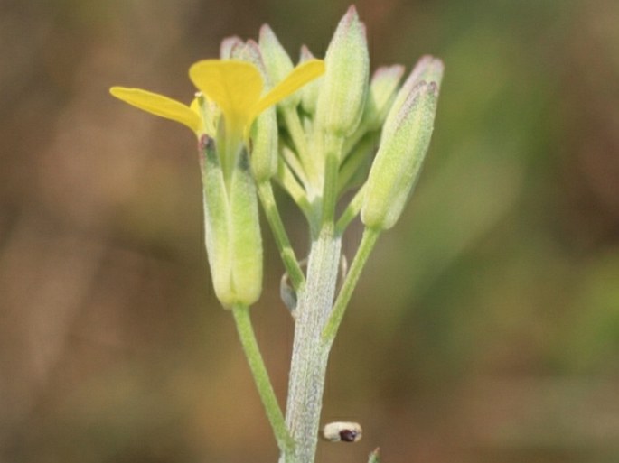 Erysimum diffusum