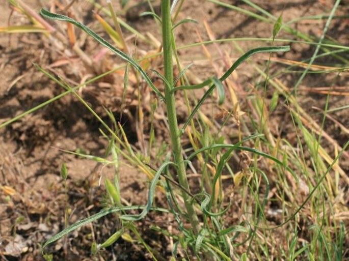 Erysimum diffusum