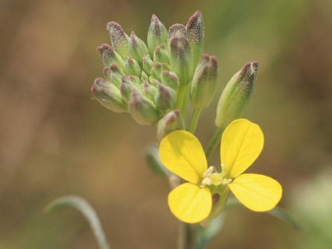 Erysimum diffusum