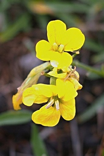 Erysimum etnense