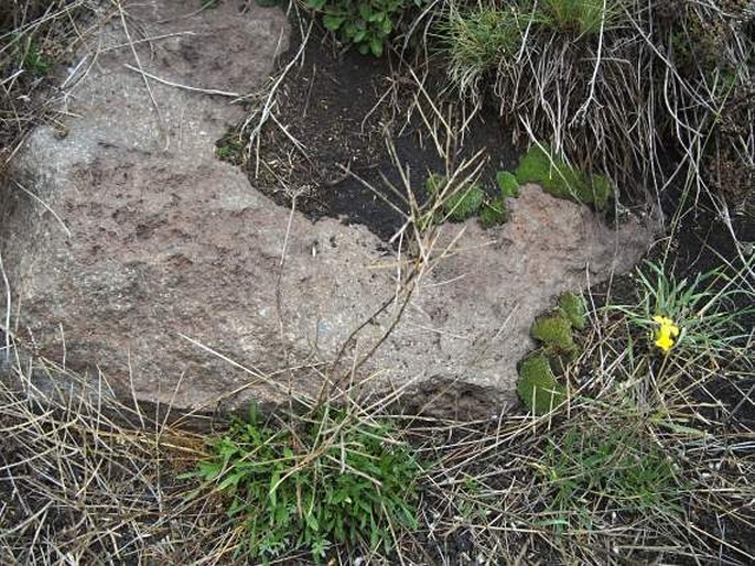 Erysimum etnense