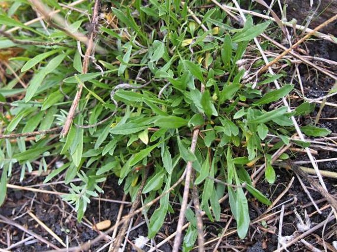 Erysimum etnense