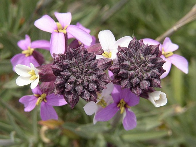 Erysimum scoparium