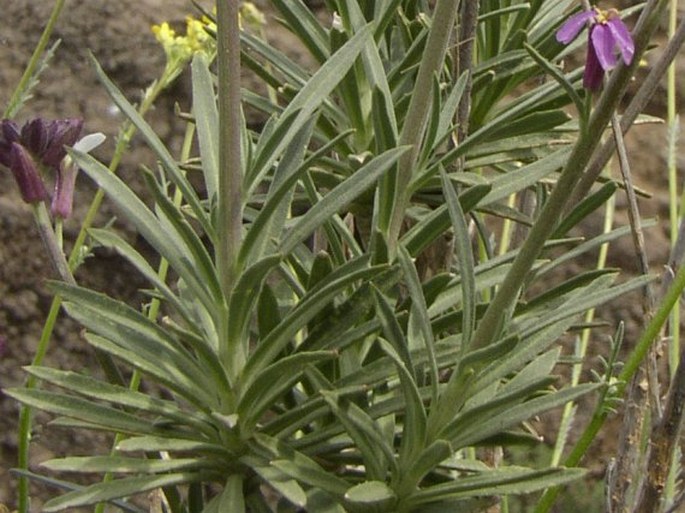 Erysimum scoparium