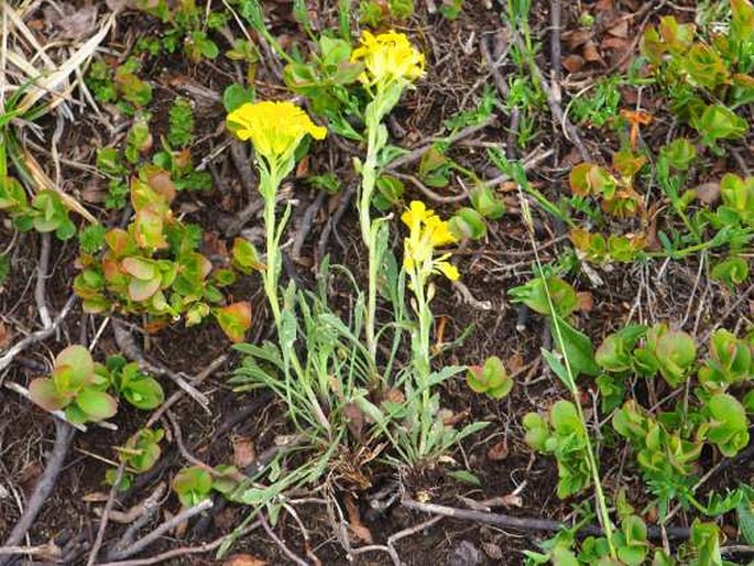 Erysimum korabense