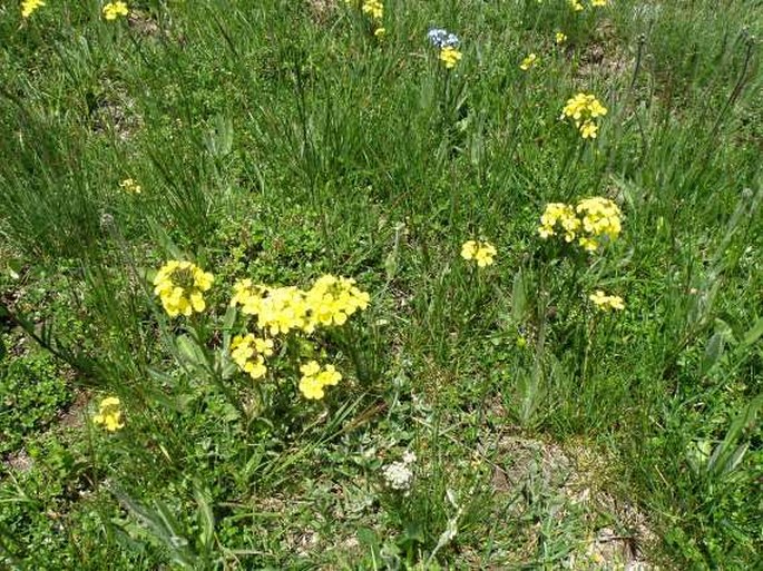 Erysimum kuemmerlei