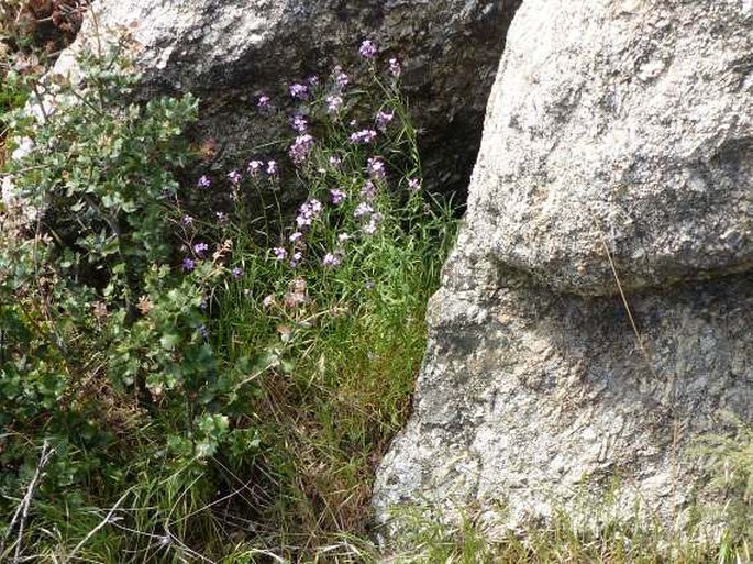 Erysimum linifolium