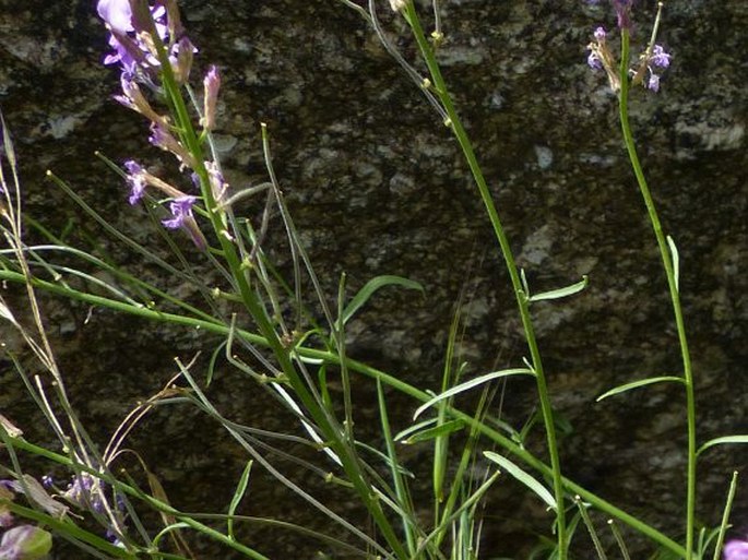 Erysimum linifolium