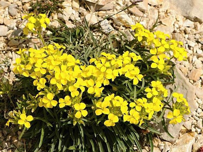 Erysimum majellense