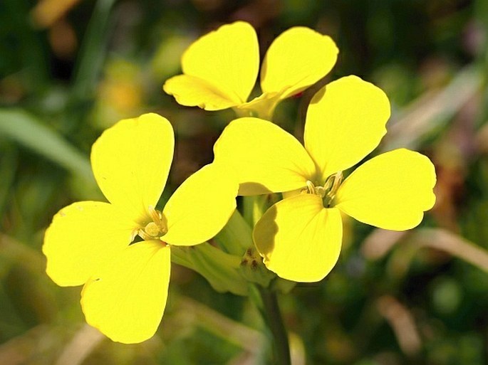 Erysimum majellense