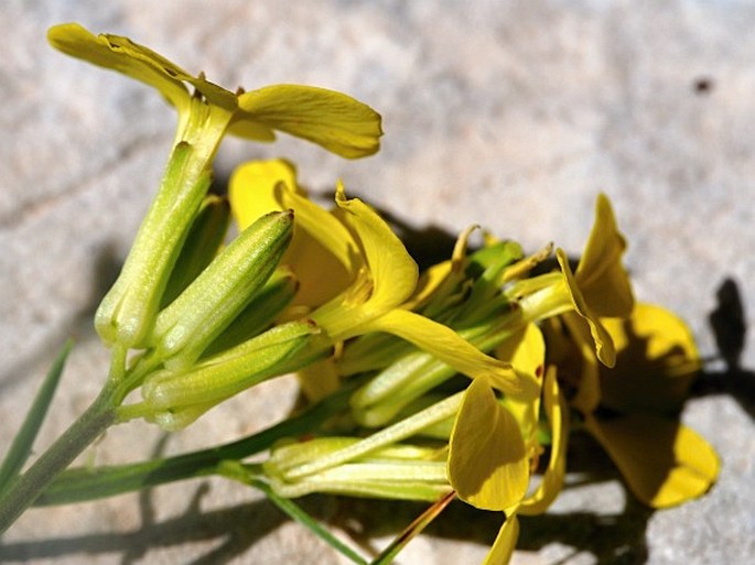 Erysimum majellense