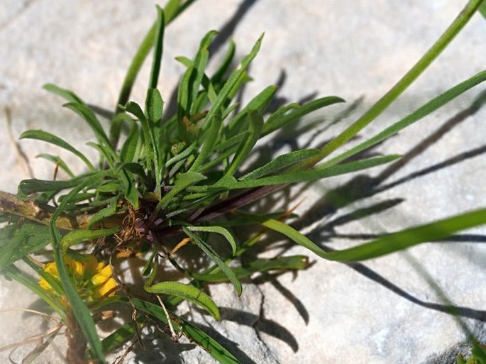 Erysimum majellense