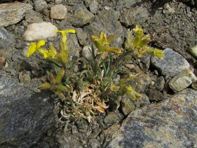 Erysimum nevadense