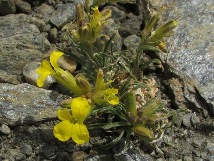 Erysimum nevadense