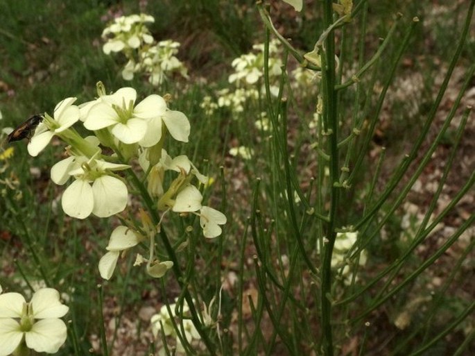 Erysimum pallidiflorum