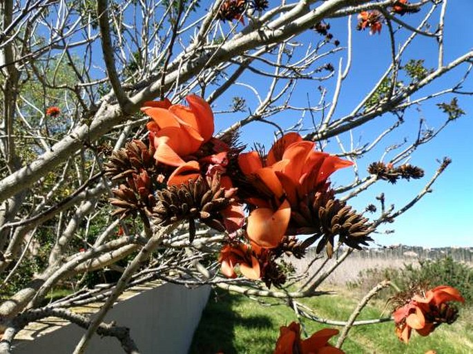 Erythrina caffra