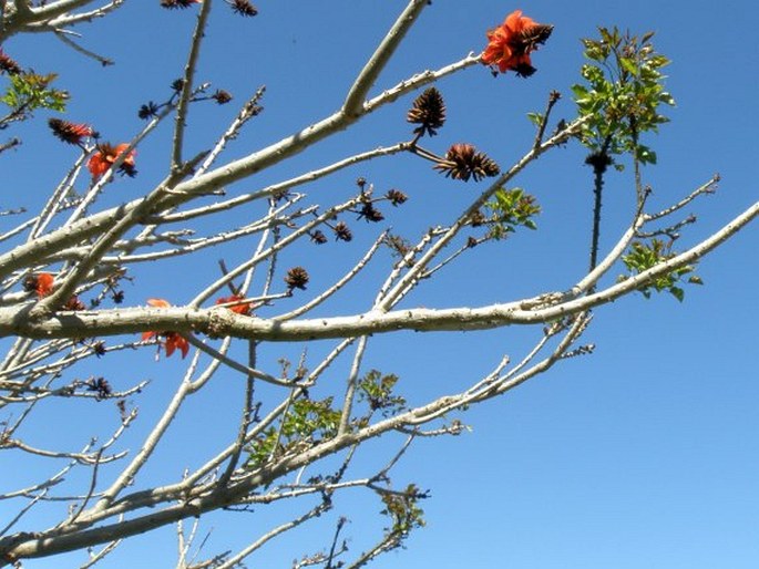 Erythrina caffra